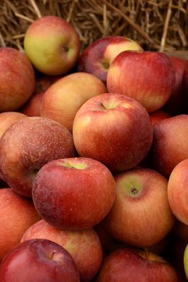 Malus domestica 'Empire' (Apple) 175cm 7G