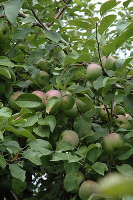 Malus domestica 'Liberty' (Apple) 150cm