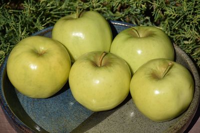 Malus domestica 'Ginger Gold' (Apple) 150cm