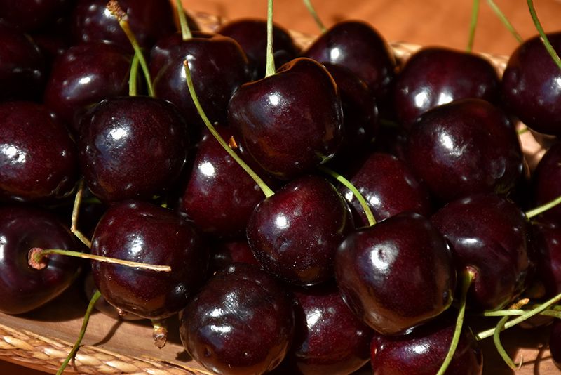Prunus avium &#39;Stella&#39; (Sweet Cherry) 150cm