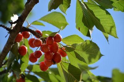 Prunus avium 'Rainier' (Sweet Golden Cherry) 125cm