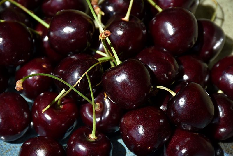 Prunus avium 'Bing' (Sweet Cherry) 150cm