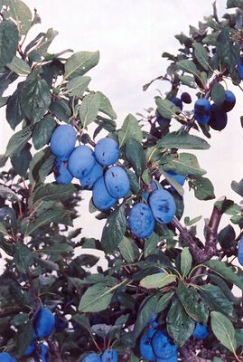 Prunus domestica 'Damas' (Damson) 125cm
