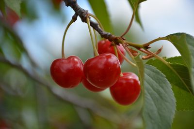 Prunus cerasus 'Montmorency' (Tart Cherry) 125cm 7G
