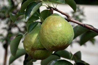 Pyrus communis 'Bartlett' (Pear) 125cm