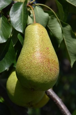 Pyrus 'Patten' (Pear) 150cm