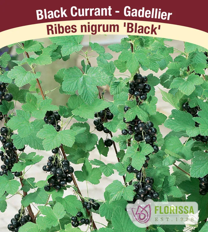 CURRANT Black