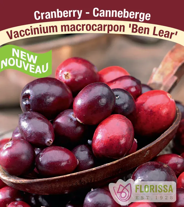 CRANBERRY Assortment 1G