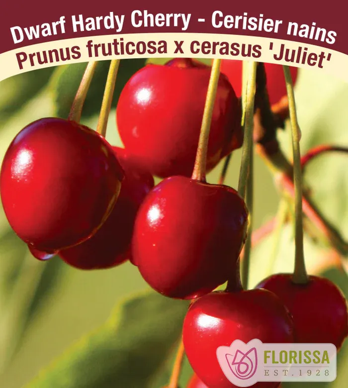 CHERRY Dwarf Assortment 2.5&quot;