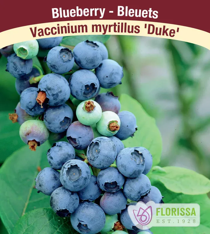 BLUEBERRY Duke - Highbush