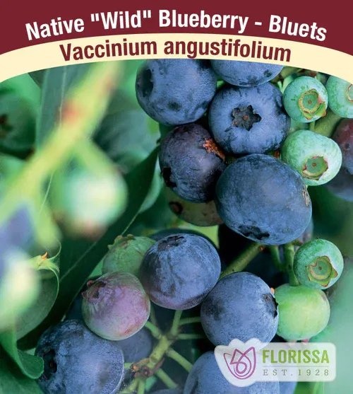 BLUEBERRY Wild Angustifolium