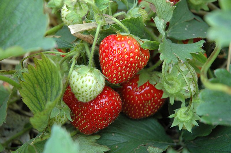 Strawberry Cabot Bareroot