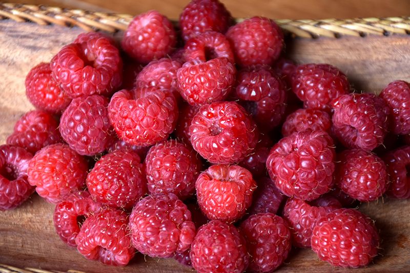 Raspberry Heritage Bareroot