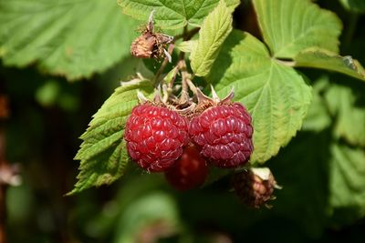Raspberry Nova Bareroot
