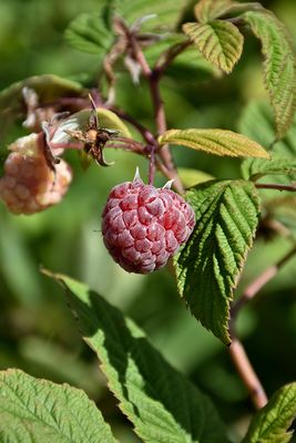 Raspberry Royalty Bareroot