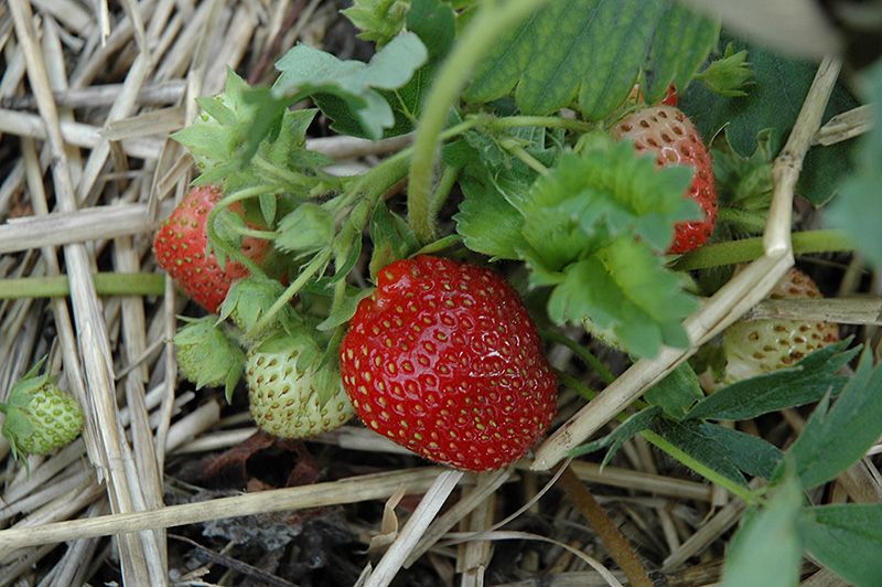 Strawberry Cavendish Bareroot