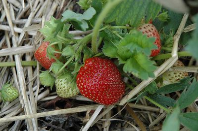 Strawberry Cavendish Bareroot