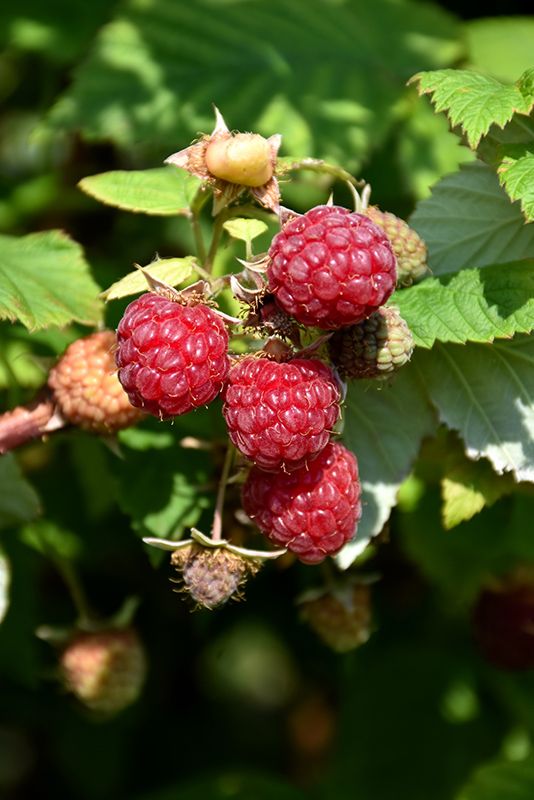 Raspberry Boyne Bareroot