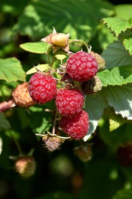 Raspberry Boyne Bareroot