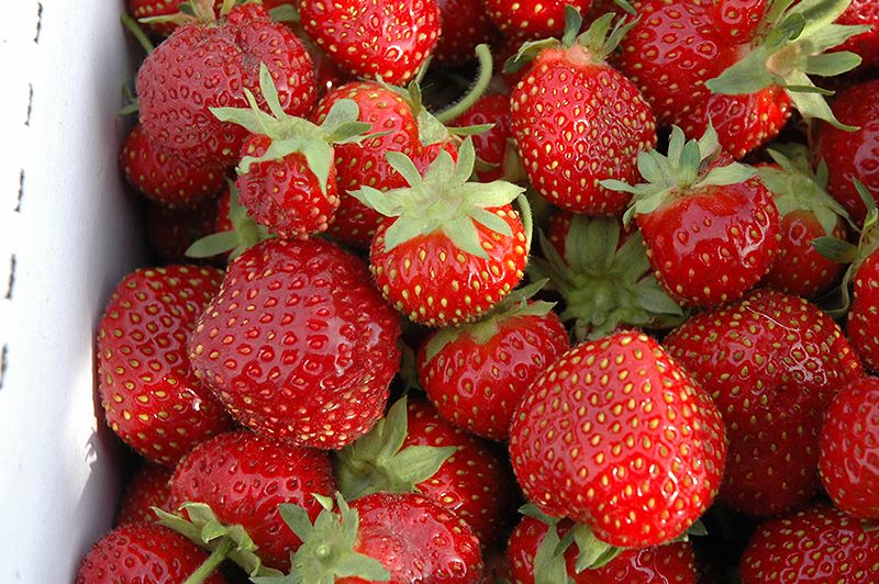 Strawberry Seascape Bareroot