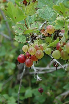 Ribes hirtellum 'Pixwell' (Gooseberry) #1 - Blue