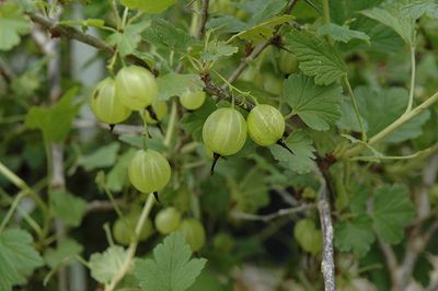 Ribes uva-crispa 'Hinnomaki Yellow' (Gooseberry) #1 - Blue