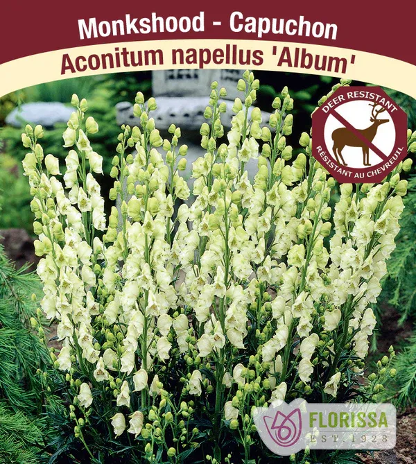 Aconitum napellis &#39;Album&#39;  (Monkshood ) 1G