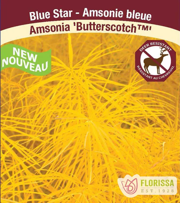 Amsonia &#39;Butterscotch&#39;  (Blue Star) Jumbo