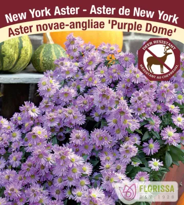 Aster novae-angliae 'Purple Dome'  (Aster) Jumbo