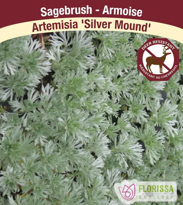Artemesia &#39;Silver Mound&#39;  (Artemesia ) Jumbo