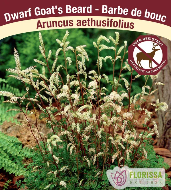 Aruncus aethusifolius  (Goatsbeard ) 1G
