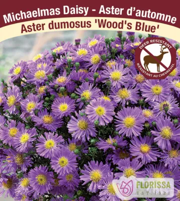 Aster dumosus &#39;Woods Blue&#39; Jumbo (Aster) Jumbo