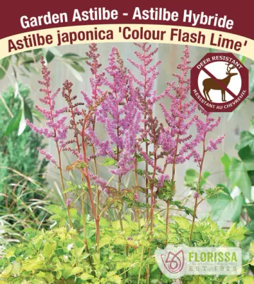 Astilbe arendsii 'Color Flash Lime'  (Astilbe) 1G
