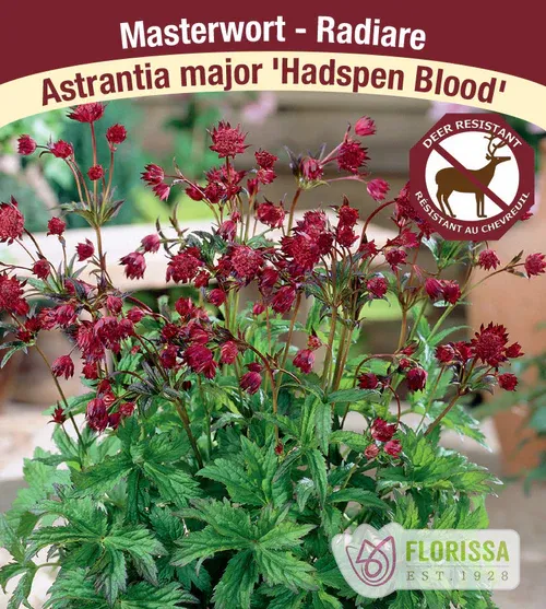 Astrantia major &#39;Hadspen Blood&#39;  (Masterwort ) 1G