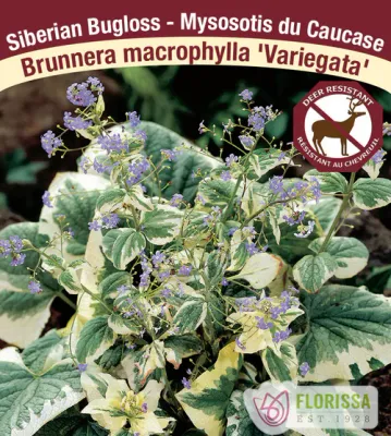 Brunnera macrophylla 'Variegata'  (Siberian Bugloss) 1G