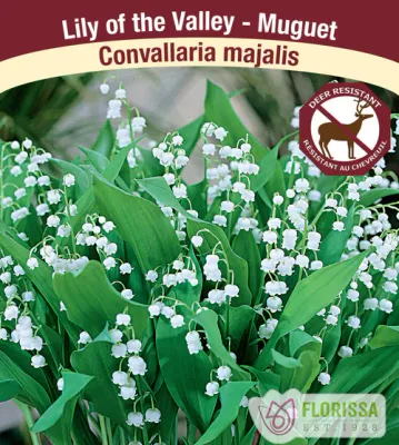 Convalleria majalis  (Lily of the Valley ) 4"