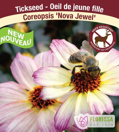 Coreopsis 'Nova Jewel' (Coreopsis) Jumbo