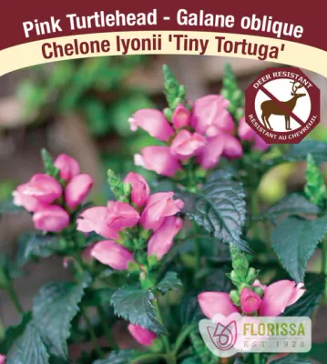 Chelone lyonii &#39;Tiny Tortuga&#39;  (Turtlehead ) Jumbo