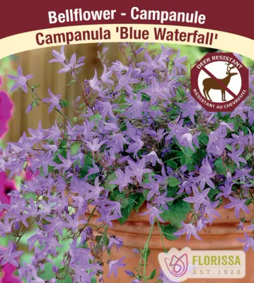 Campanula poscharksyana 'Blue Waterfall'  (Campanula) Jumbo