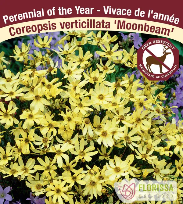Coreopsis verticillata 'Moonbeam' (Coreopsis) Jumbo