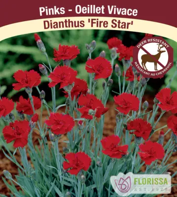 Dianthus gratianopolitanus 'Fire Star' Jumbo (Dianthus) Jumbo