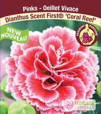 Dianthus 'Scent First Coral Reef' (Dianthus) Jumbo