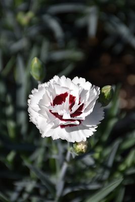 Dianthus 'Scent First Coconut Surprise' (Dianthus) Jumbo