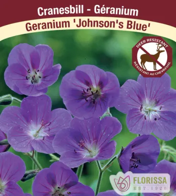 Geranium x hybrida 'Johnson's Blue'  (Hardy Geranium) 1G