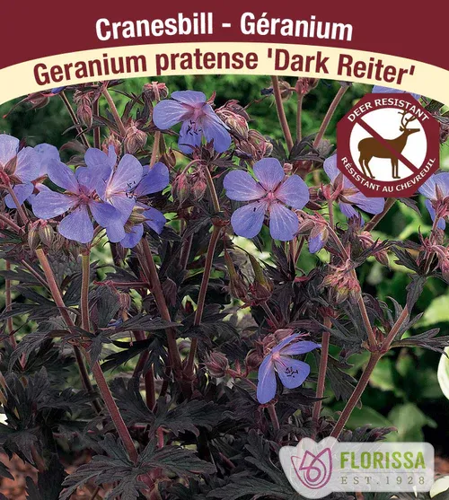 Geranium pratense 'Dark Reiter'  (Hardy Geranium) 1G