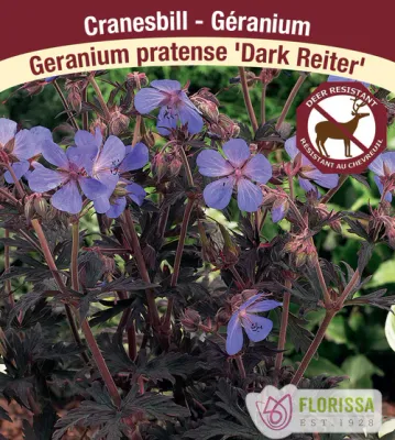 Geranium pratense 'Dark Reiter'  (Hardy Geranium) 1G