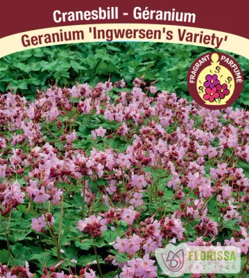 Geranium mac. 'Ingwersen's Variety'  (Bigroot Geranium) 1G
