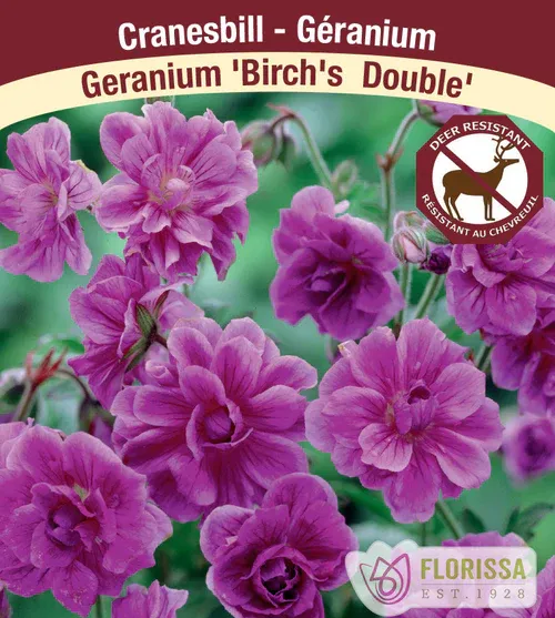 Geranium him. 'Birch's Double' (Hardy Geranium) 1G