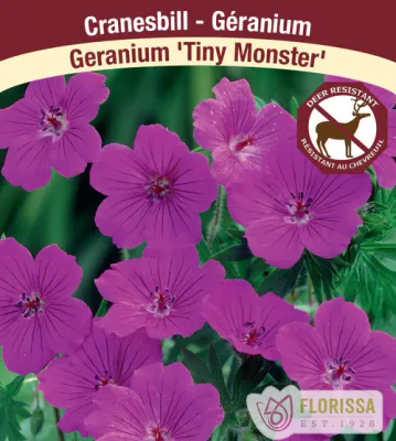 Geranium hybrida 'Tiny Monster'  (Hardy Geranium) 1G