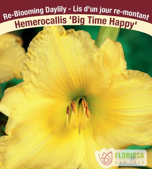 Hemerocallis 'Big Time Happy' (Daylily) 1G